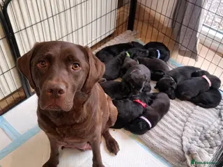 Labrador Retriever dogs KC BLACK LARBRADOR PUPPIES - Advert 1