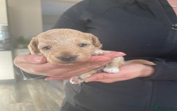 Mixed Breed dogs for sale: Cockapoo/poochon - Image 5