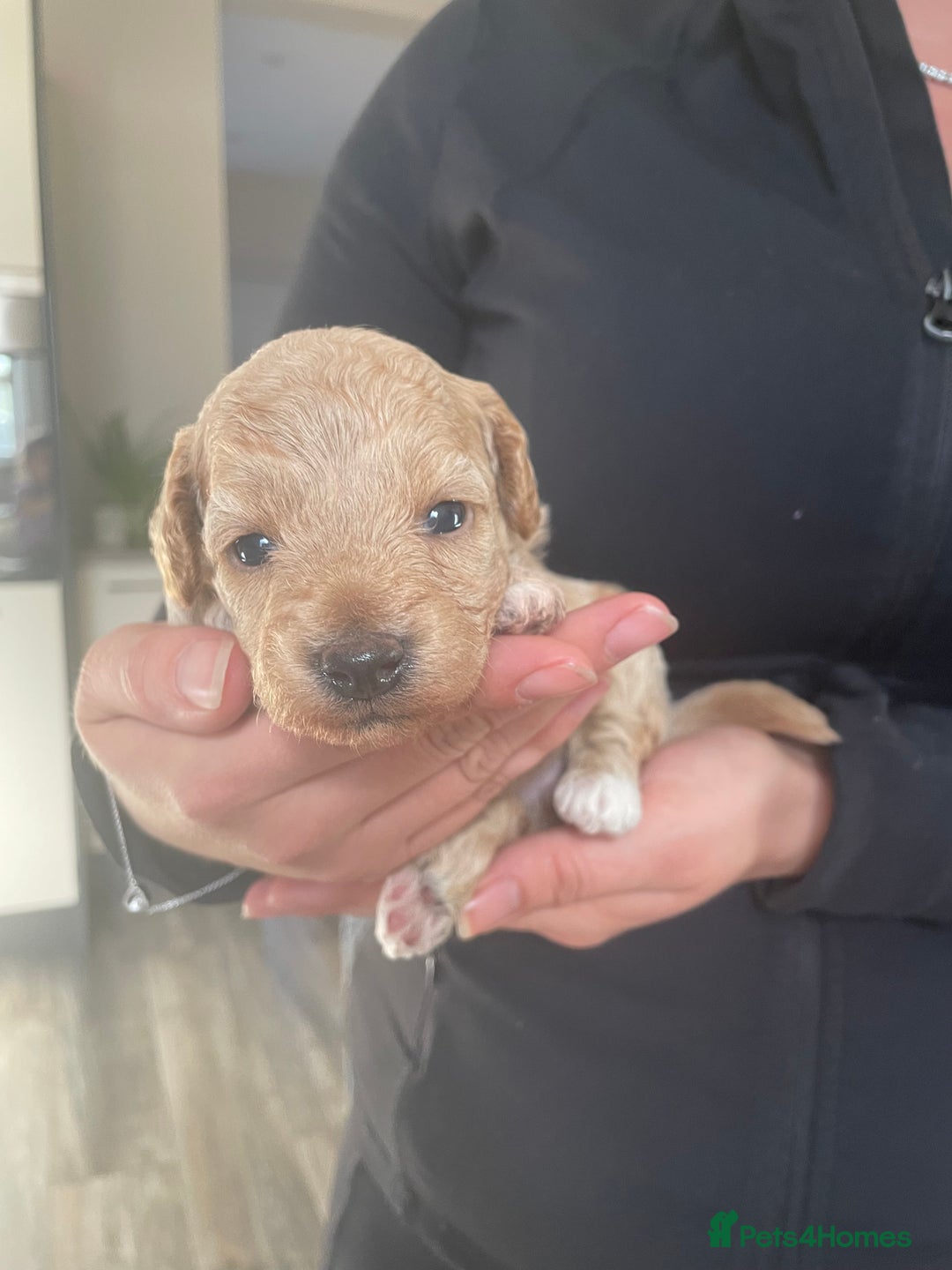 Mixed Breed dogs for sale: Cockapoo/poochon - Image 5
