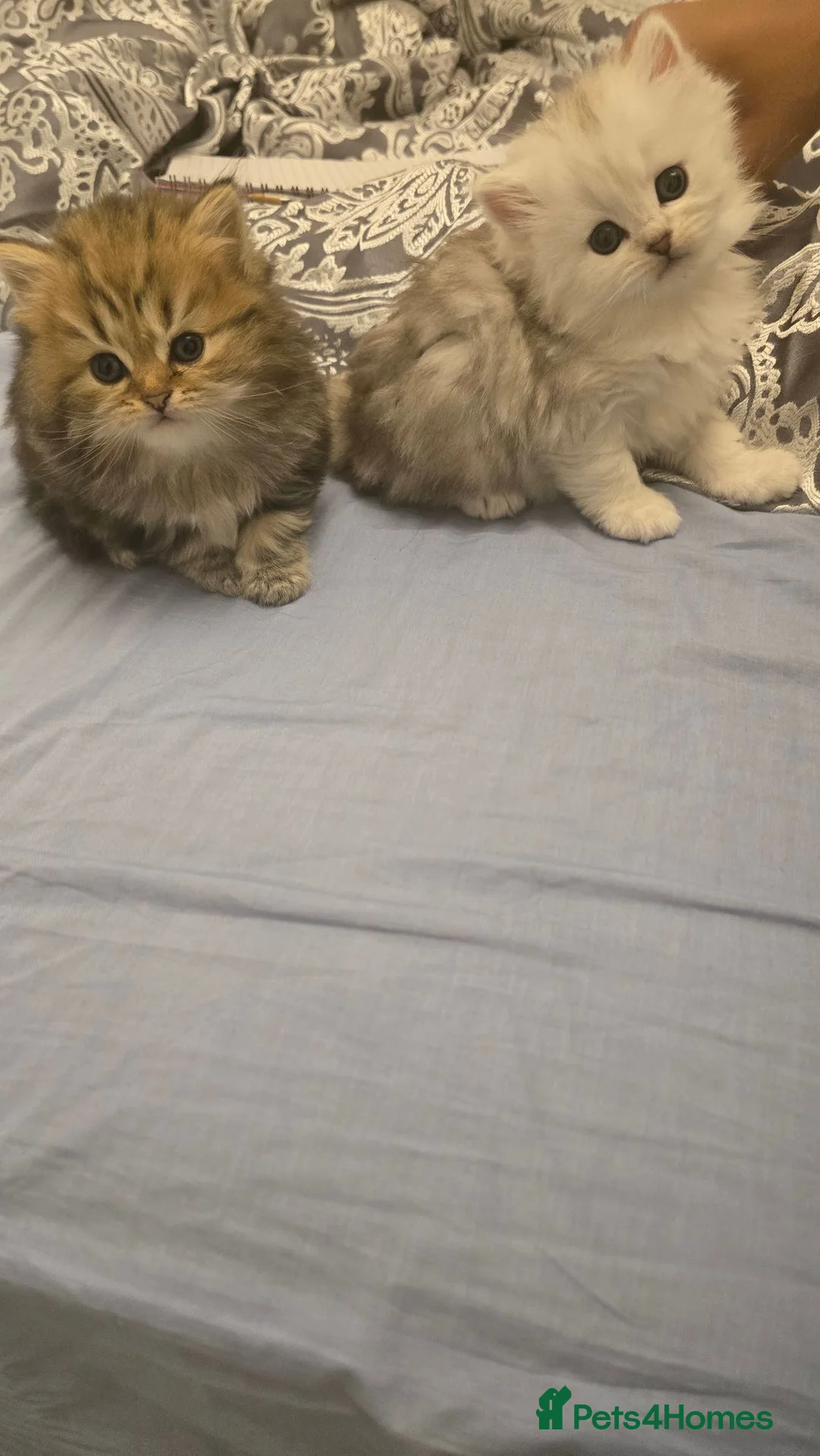Persian cats for sale: Persian kittens for sale - Advert 2