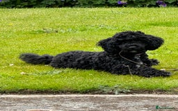 Cavapoo dogs for sale: Female Cavapoo - Image 2