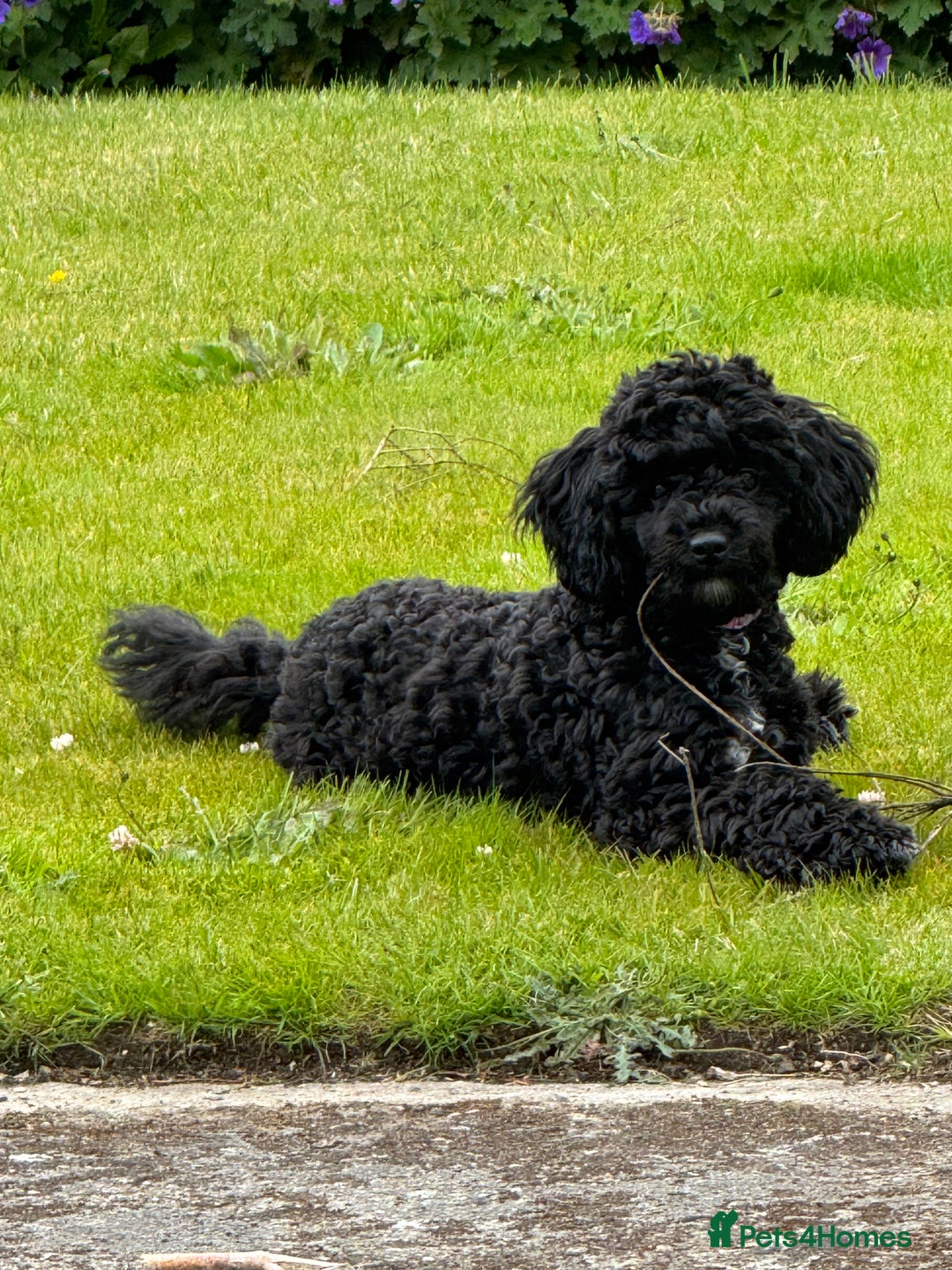 Cavapoo dogs for sale: Female Cavapoo - Image 2