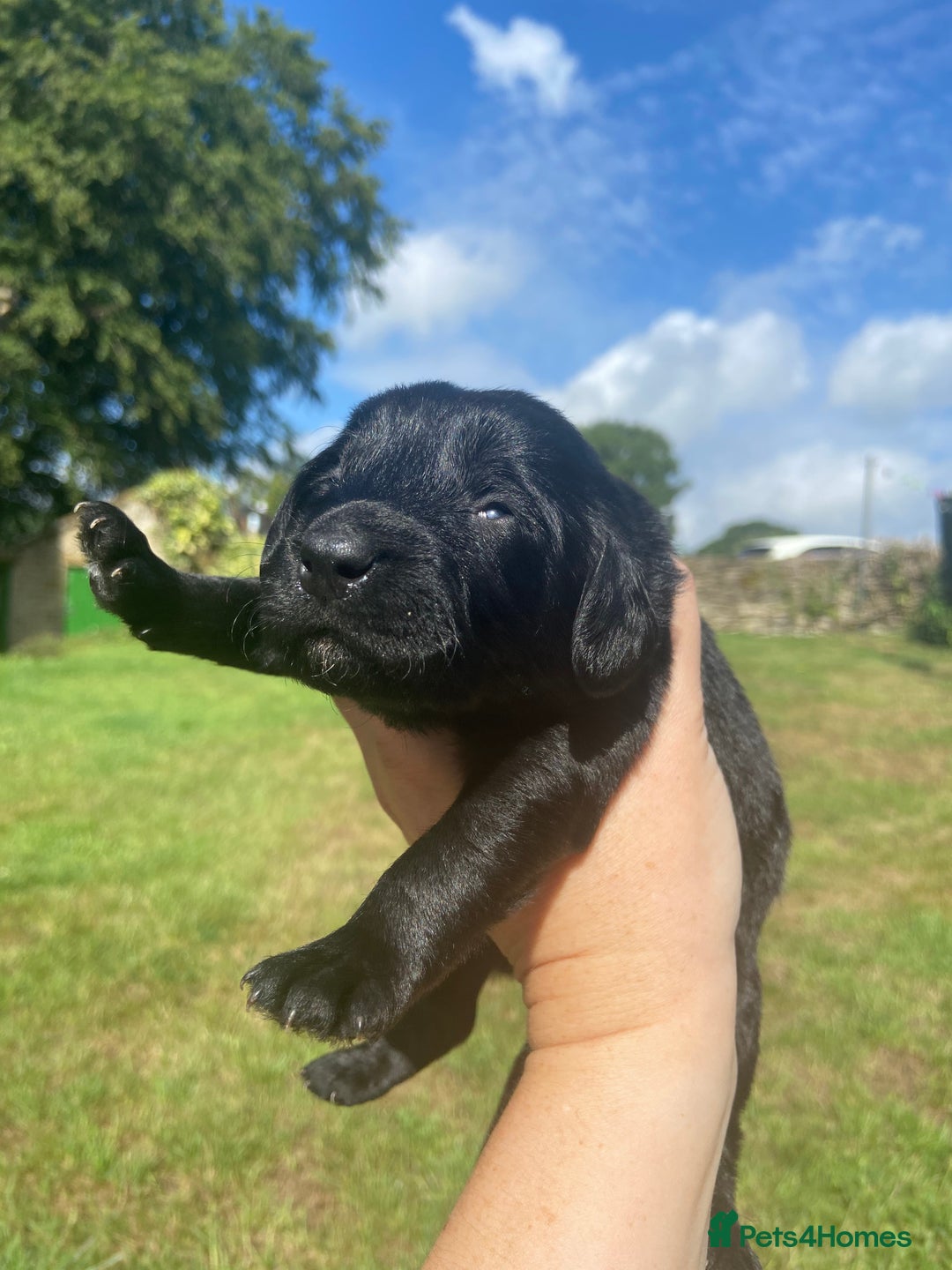 Aussiedoodle dogs for sale: Gorgeous Aussie Doodle Pups - Image 21