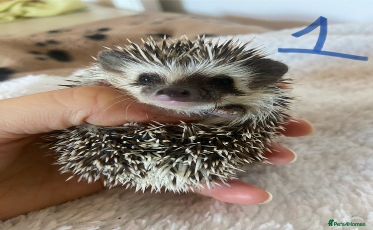 Pygmy Hedgehog rodents - Advert 16