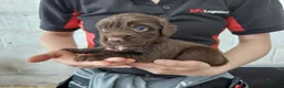 Sprocker dogs for sale: Sprocker pups for sale ( Springer x Cocker) - Advert 16