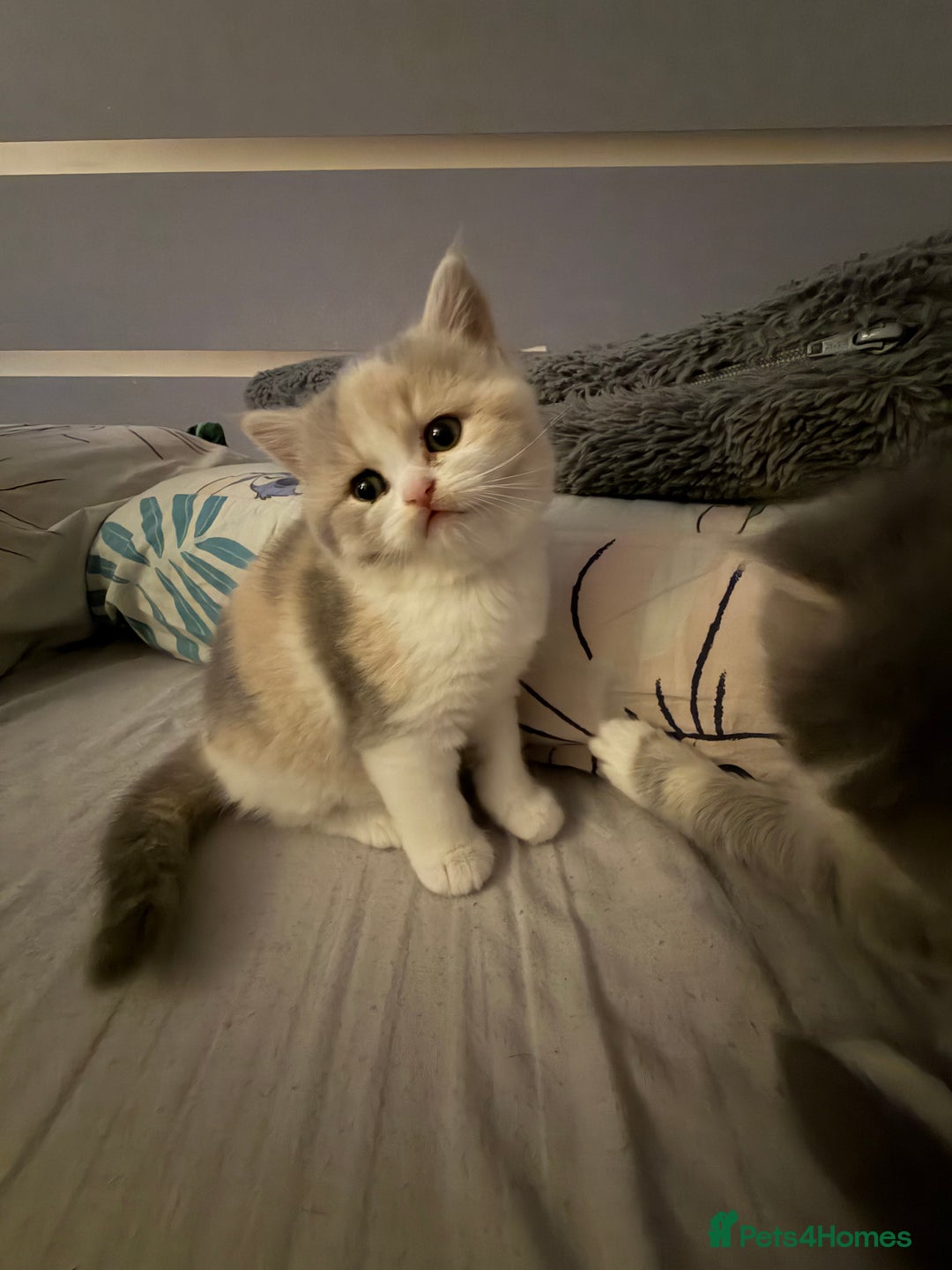 British Shorthair cats for sale: British long-haired and short-haired cats - Advert 4