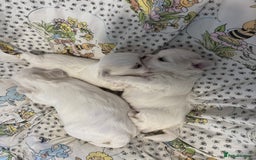 Maltese dogs for sale: Puppy  - Image 1