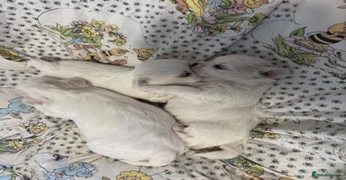Maltese dogs - Advert 16
