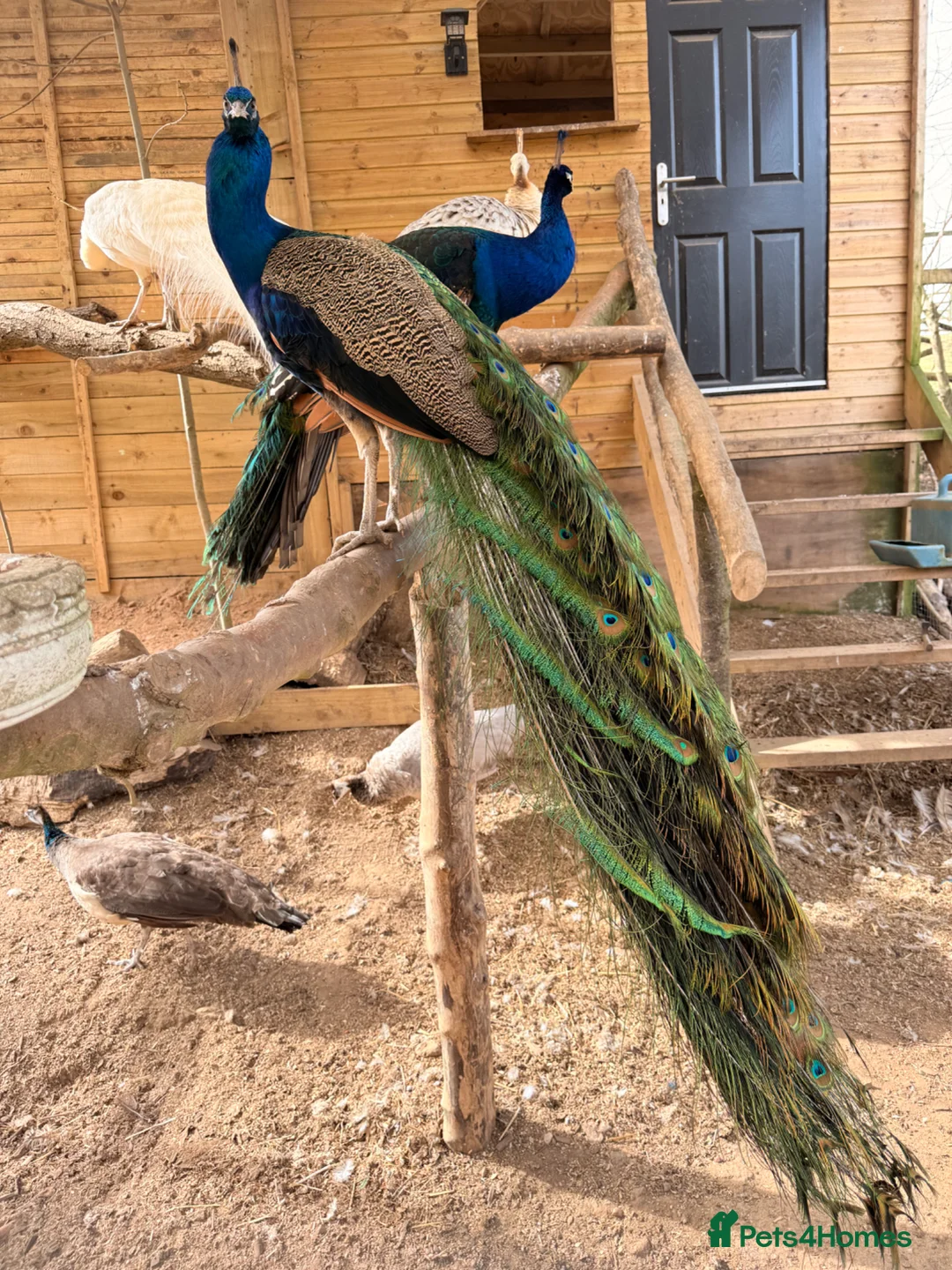 Gallery Image {{count}}