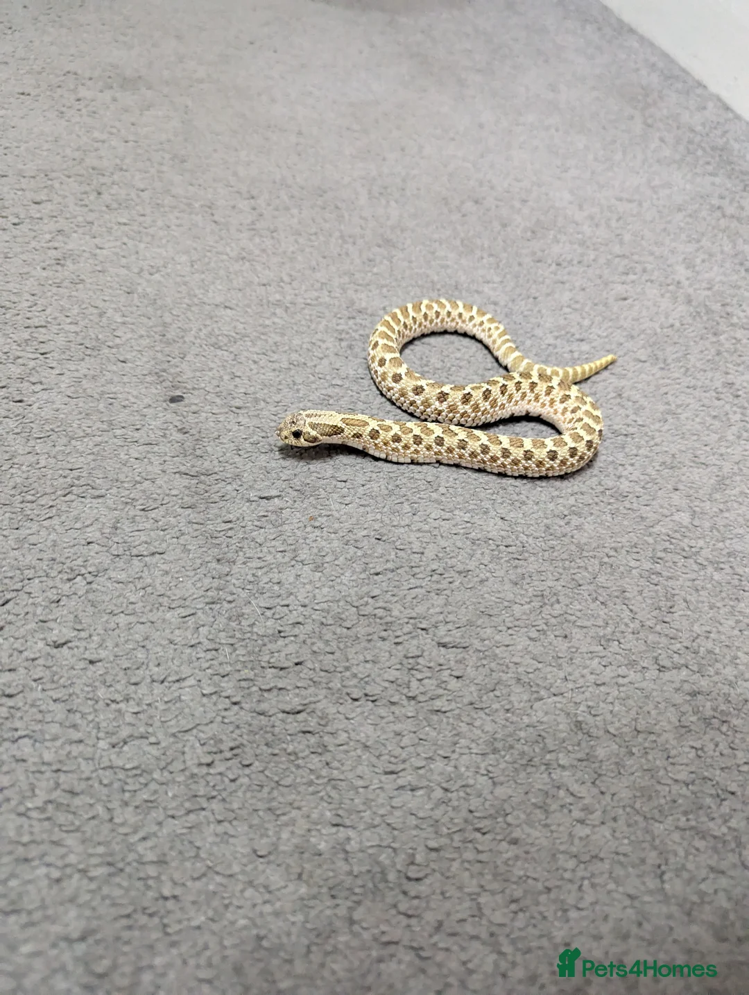 Snake reptiles for sale: Hognose snake - Advert 2