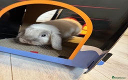 Mini Lop rabbits for sale: Need a new loving home  - Image 5