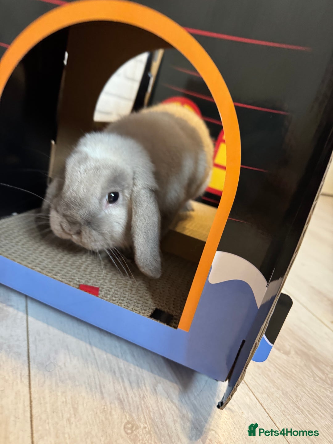 Mini Lop rabbits for sale: Need a new loving home  - Image 5