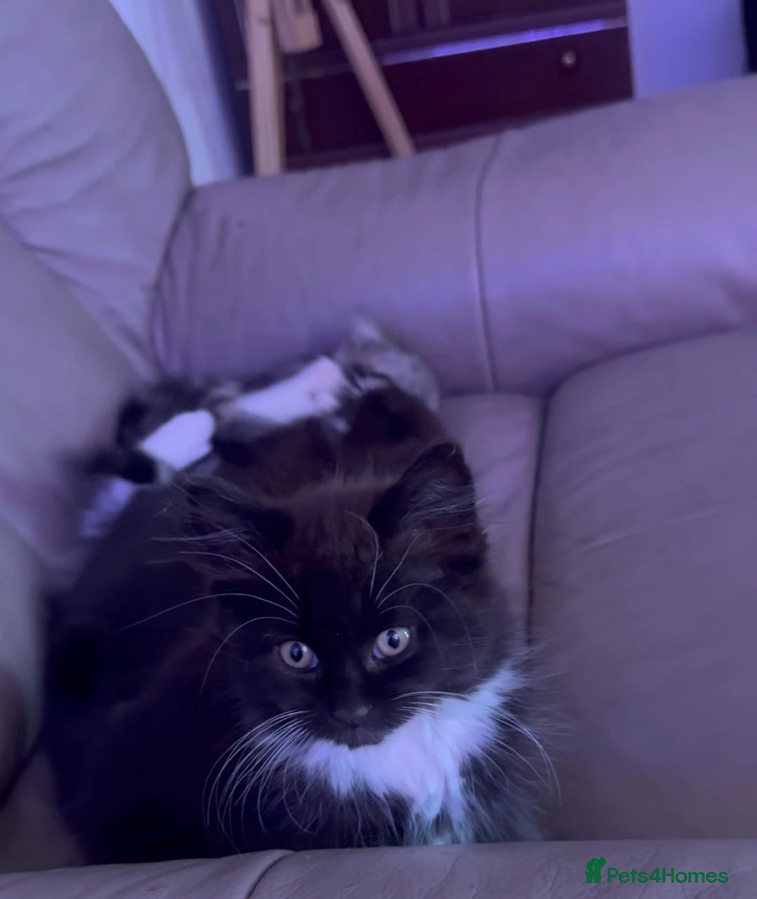 European cats for sale: 3 kittens for sale  - Image 2