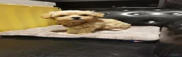 Maltipoo dogs for sale: Tiny Maltipoo F1 KC Parents Extensively DNA Clear  - Advert 26