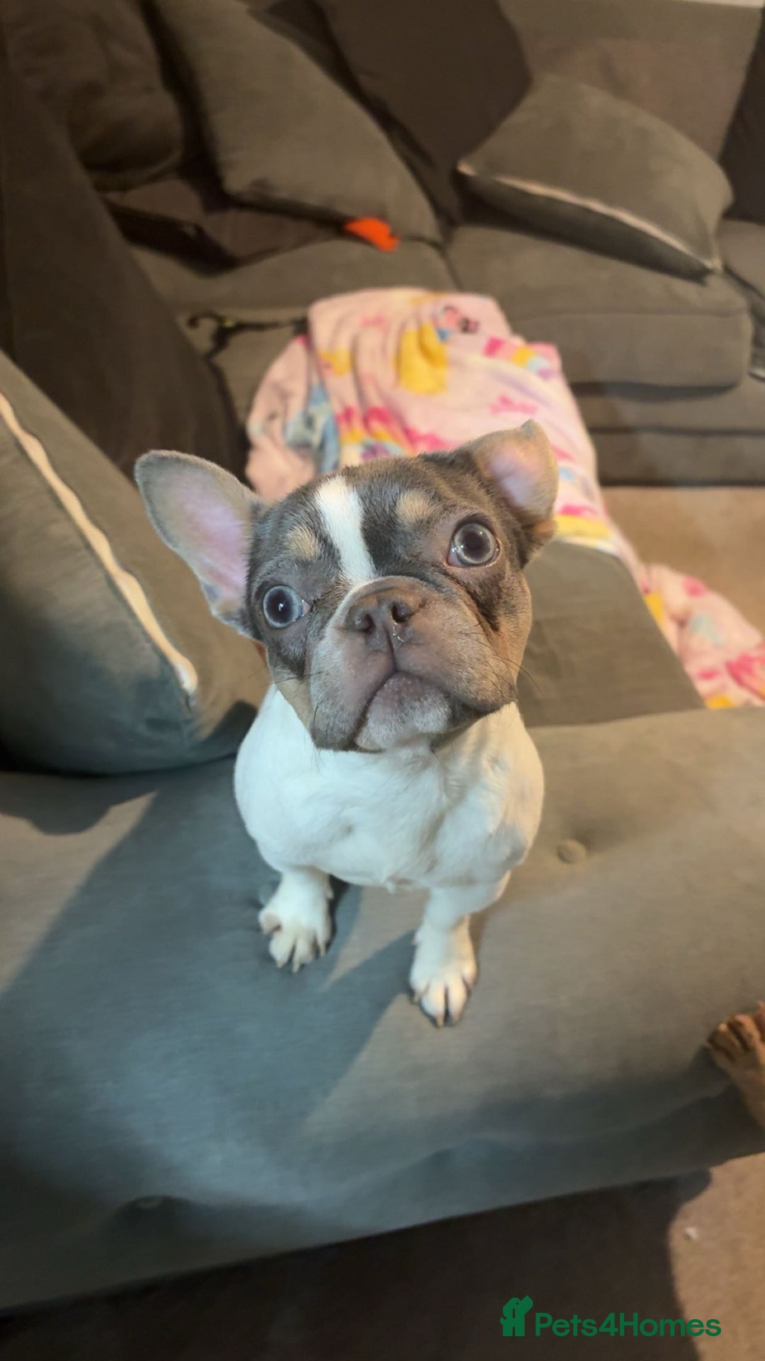 French Bulldog dogs for sale: 2 French bulldog sisters  - Advert 11