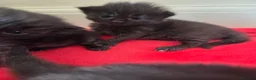 Mixed Breed cats for sale: Kittens  in Worksop - Advert 7