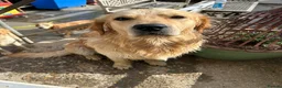 Golden Retriever dogs for sale: KC registered golden retriever puppies ready now. - Advert 13