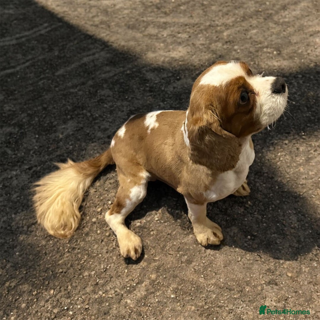 Cavalier King Charles Spaniel dogs for stud: cavalier king charles STUD ONLY  - Advert 2