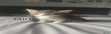 Girl kitten tabby 