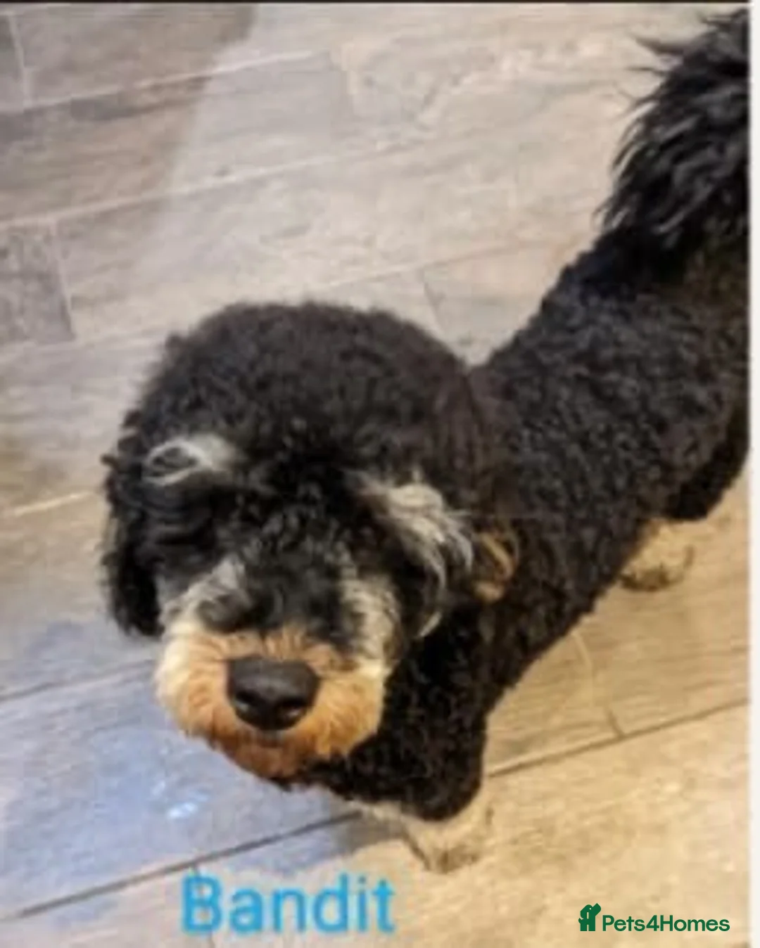 Labradoodle dogs for sale: 5 gorgeous miniature labradoodles in Broadstairs - Advert 8