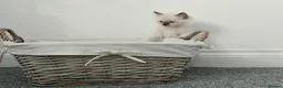 Ragdoll cats for sale:  2 Beautiful Ragdoll Boys 🐾 - Advert 5