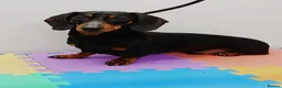 Dachshund dogs for sale: Gorgeous Black and Tan daxie puppies  - Advert 3