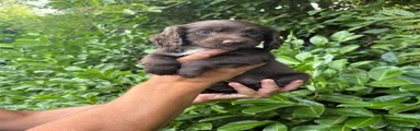 Sprocker 4