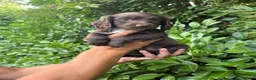 Sprocker dogs for sale: 6 sprocker  - Advert 4