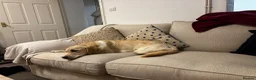 Golden Retriever dogs for sale: Lillie – 1-Year-Old KC Registered Retriever 🐾 in Cheltenham - Advert 16