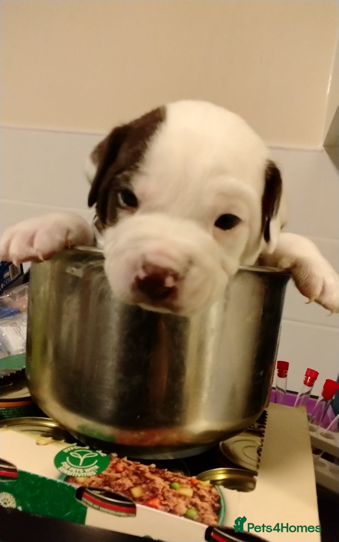 Mixed Breed dogs for sale: English Bulldog  - Advert 5