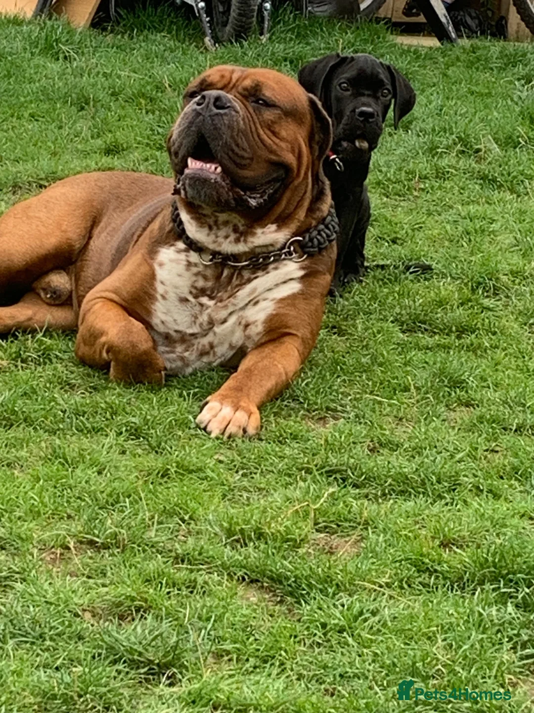 Mixed Breed dogs for sale: Duke!  - Advert 7