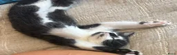 Mixed Breed cats for sale: Beautiful black-white male kitten, 3 months old in Minehead - Advert 12