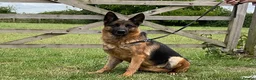 German Shepherd dogs for sale: Retiring 3 bitches & 1 male - Advert 2