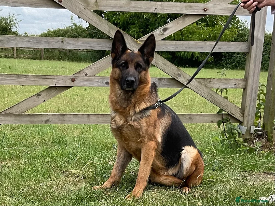 German Shepherd dogs for sale: Retiring 3 bitches & 1 male - Advert 2