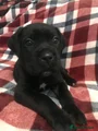 Cane Corso Puppy 1