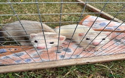 Ferret rodents for sale: Black eyed ferrets  - Image 2
