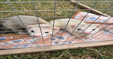 Ferret rodents - Advert 11