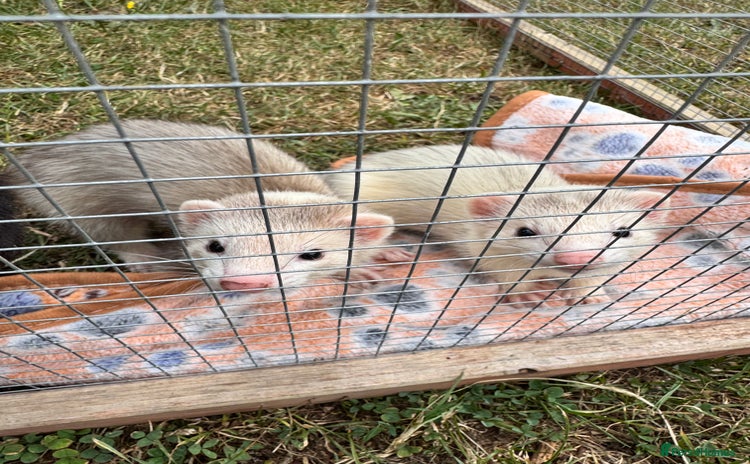 Ferret rodents - Advert 3
