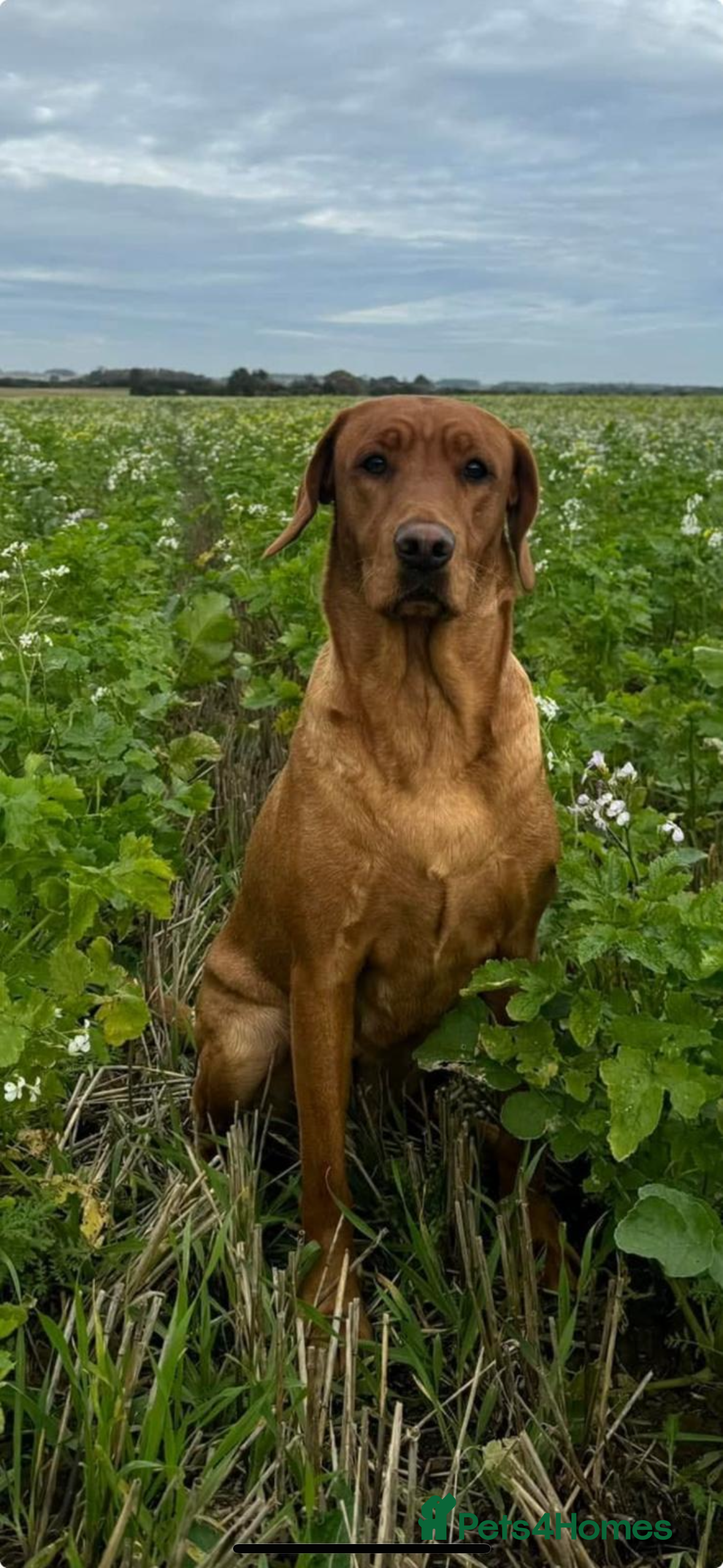 Labrador Retriever dogs KC, Fully Health Tested, Fox Red Labradors  - Advert 1