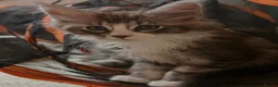 Maine Coon cats for sale: Maine Coon kittens XXL - Advert 9