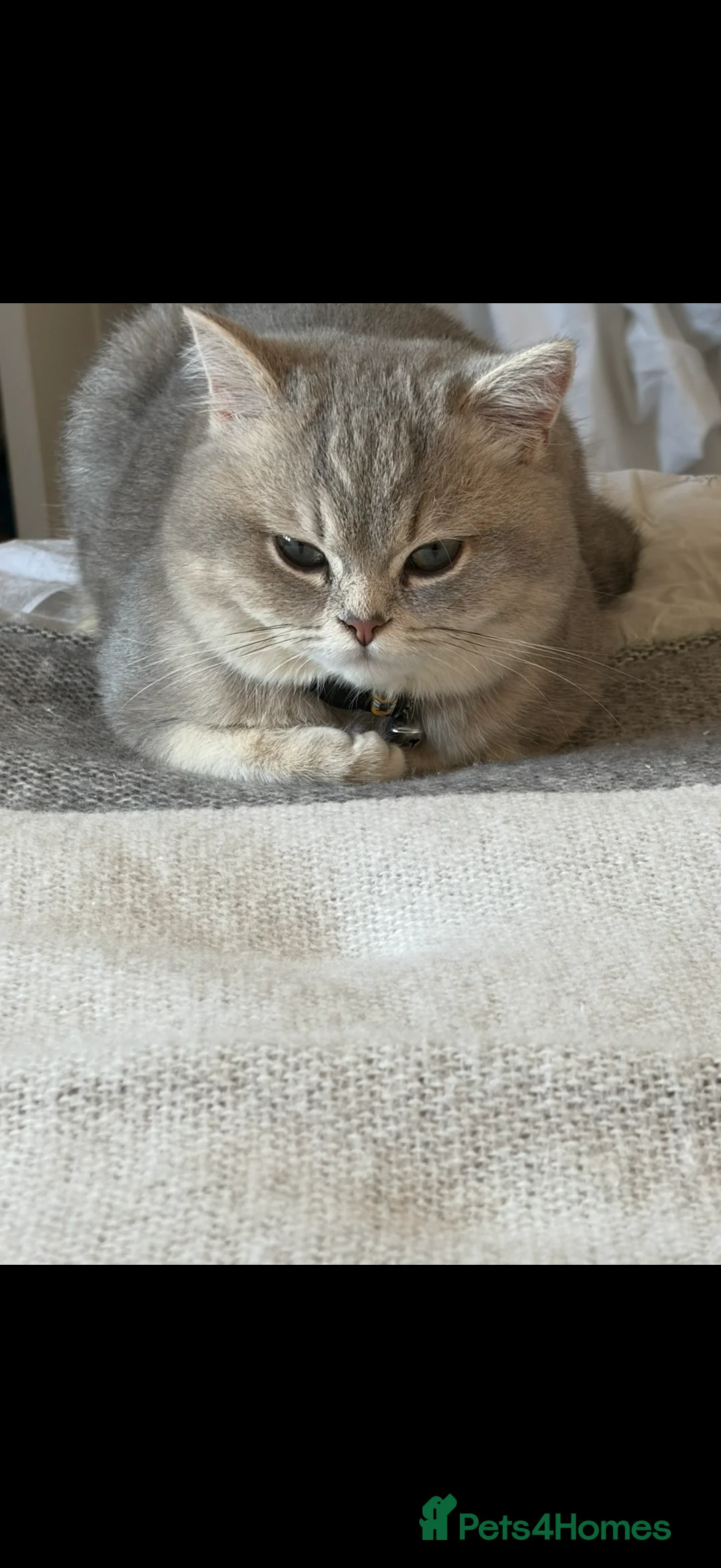 British Shorthair cats for sale: ⭐️ Blue Golden British short hair Male ⭐️  - Advert 1