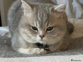 British Shorthair cats ⭐️ Blue Golden British short hair Male ⭐️ - Advert 4