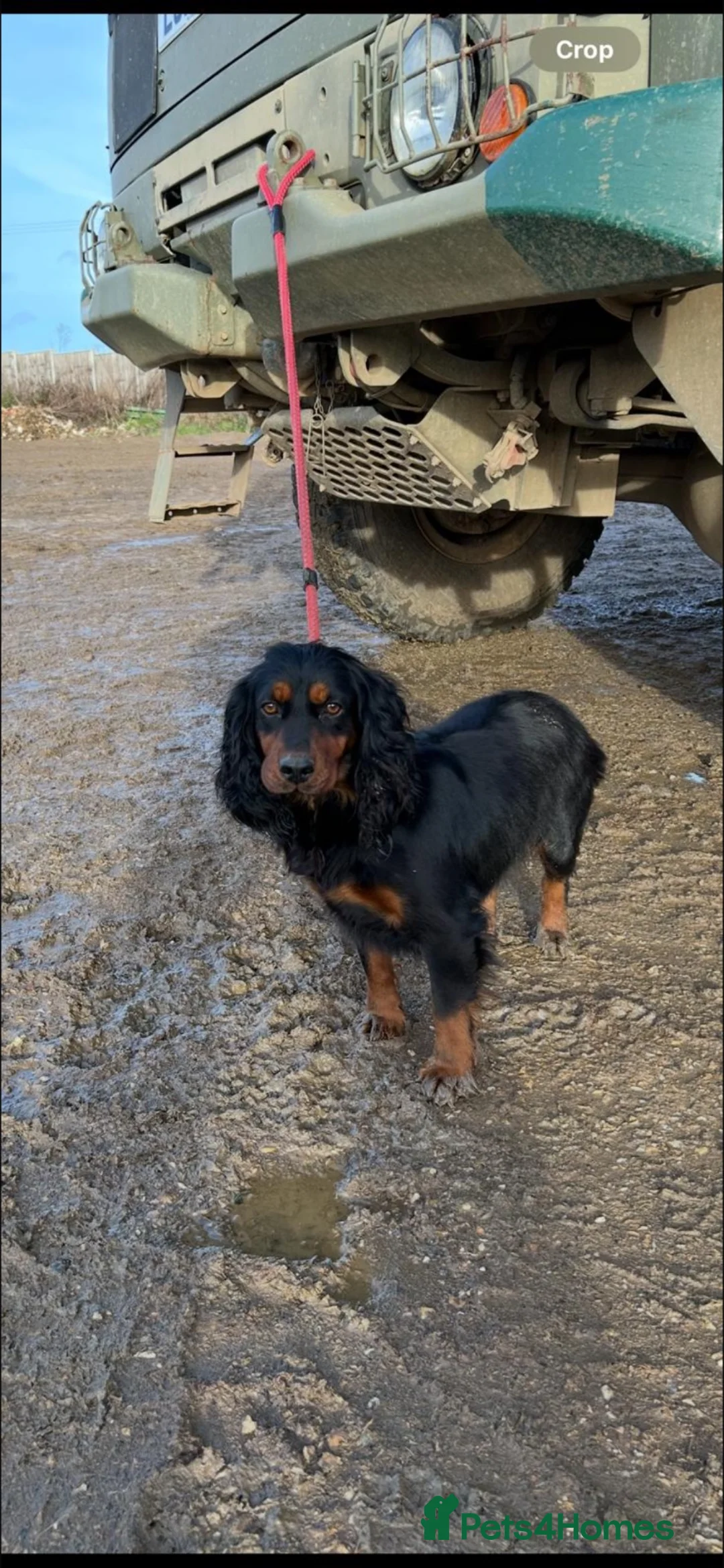 Cocker Spaniel dogs for sale: Cocker spaniel bitch puppy - Advert 1