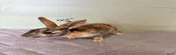 Rex rabbits for sale: mini Rex’s  - Advert 6