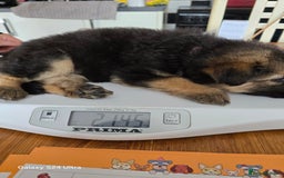 German Shepherd dogs for sale: German Shepard KC Reg Puppies in Scunthorpe - Image 38