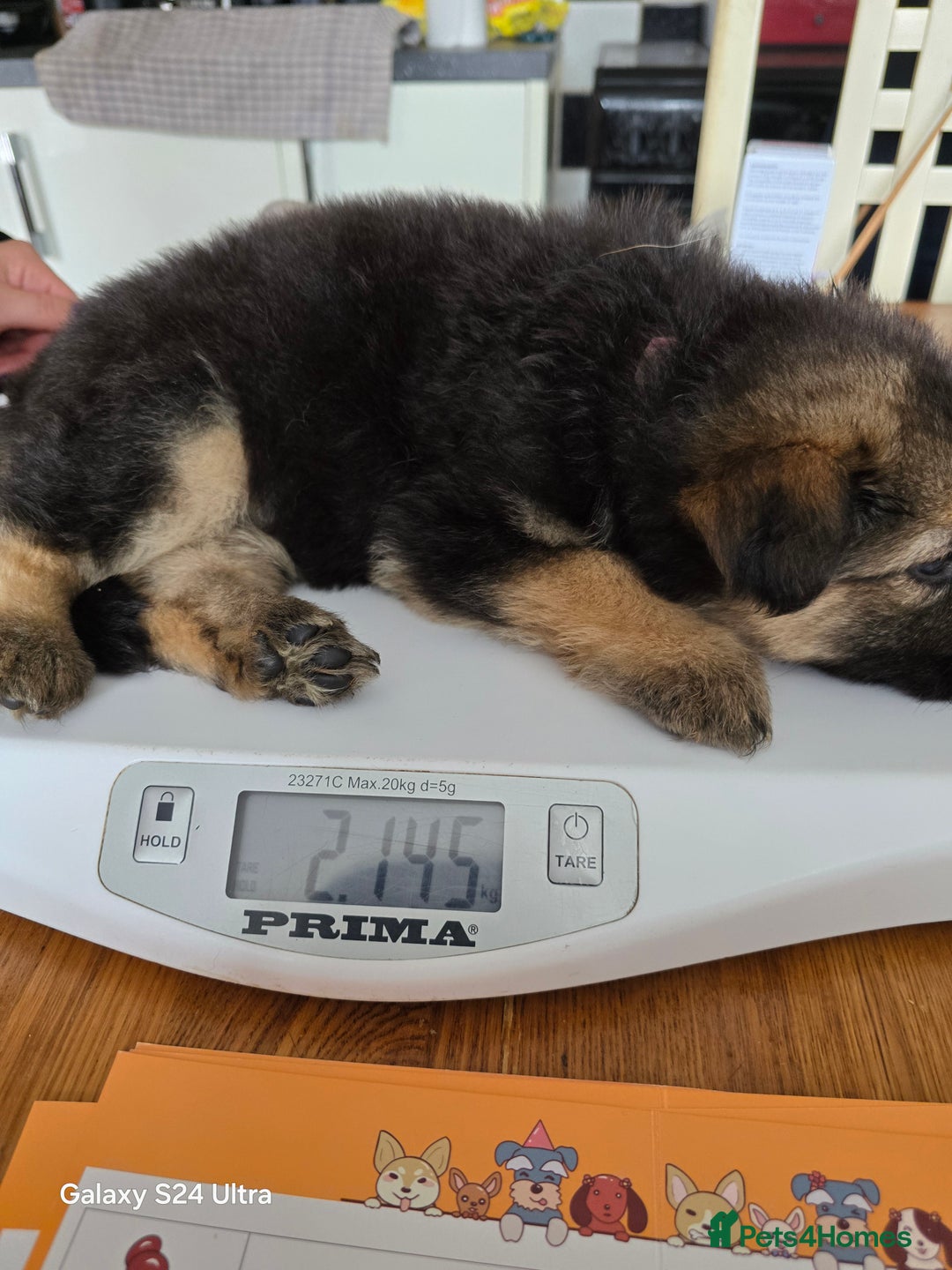 German Shepherd dogs for sale: German Shepard KC Reg Puppies in Scunthorpe - Image 38