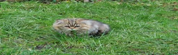 Mixed Breed cats for sale: 3 Persian & British Long hair kitten - Advert 7
