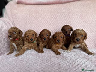 Cavapoo dogs Health tested F1b Cavapoo puppies - Advert 15