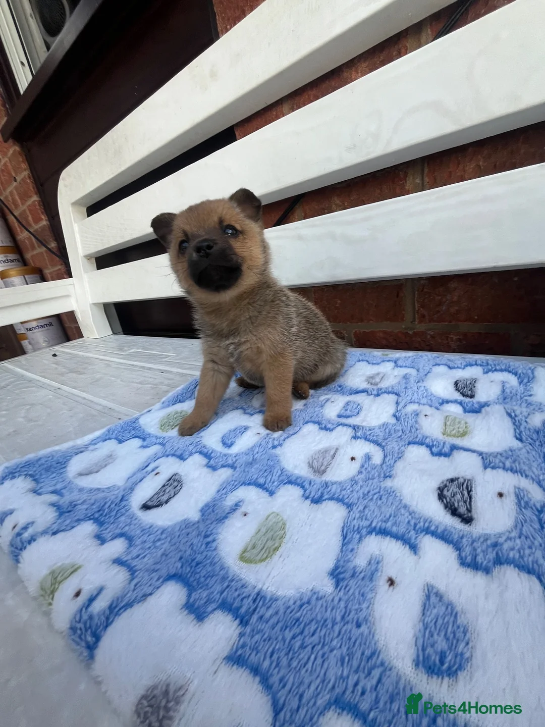 Mixed Breed dogs for sale: Adorable Jack-A-Pom Boy-Ready for His Forever Home - Advert 2