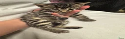 Bengal cats for sale: Rare Pedigree Zorro masked charcoal Bengal Kittens in Orpington - Advert 24